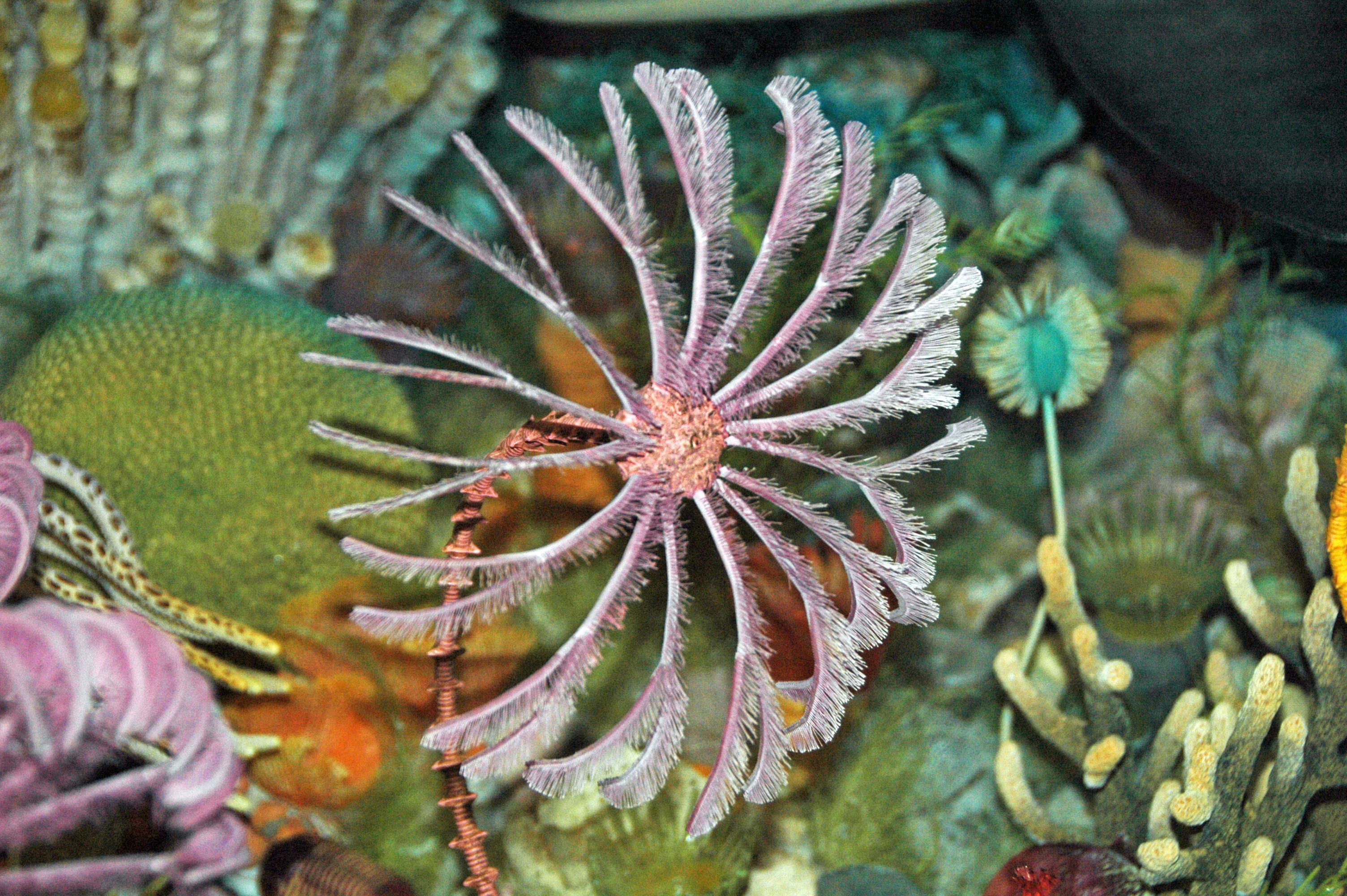 Image of crinoids and relatives