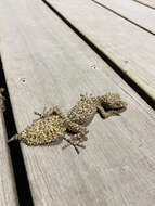 Image of Broad-tailed Gecko