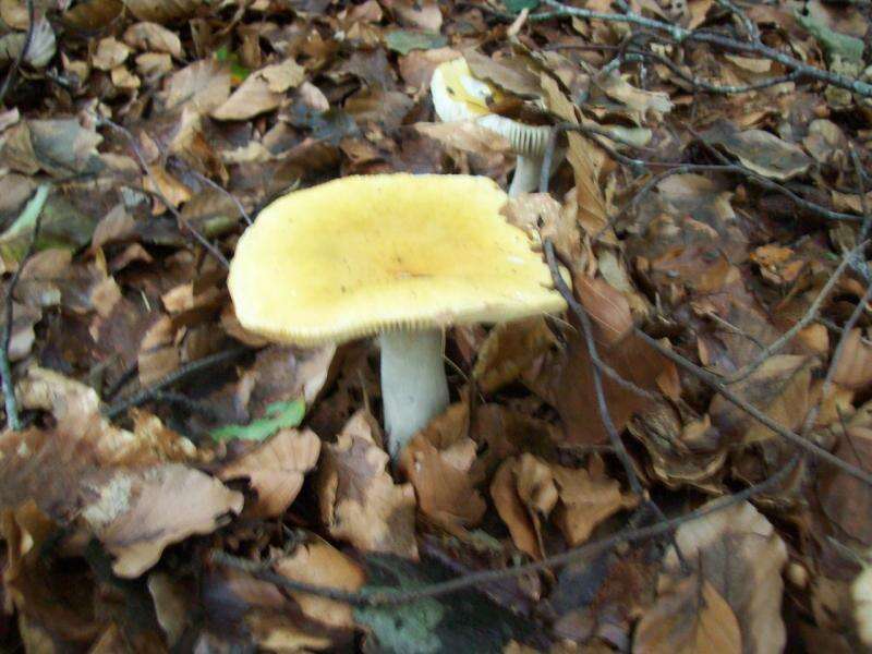 Image of common yellow russula