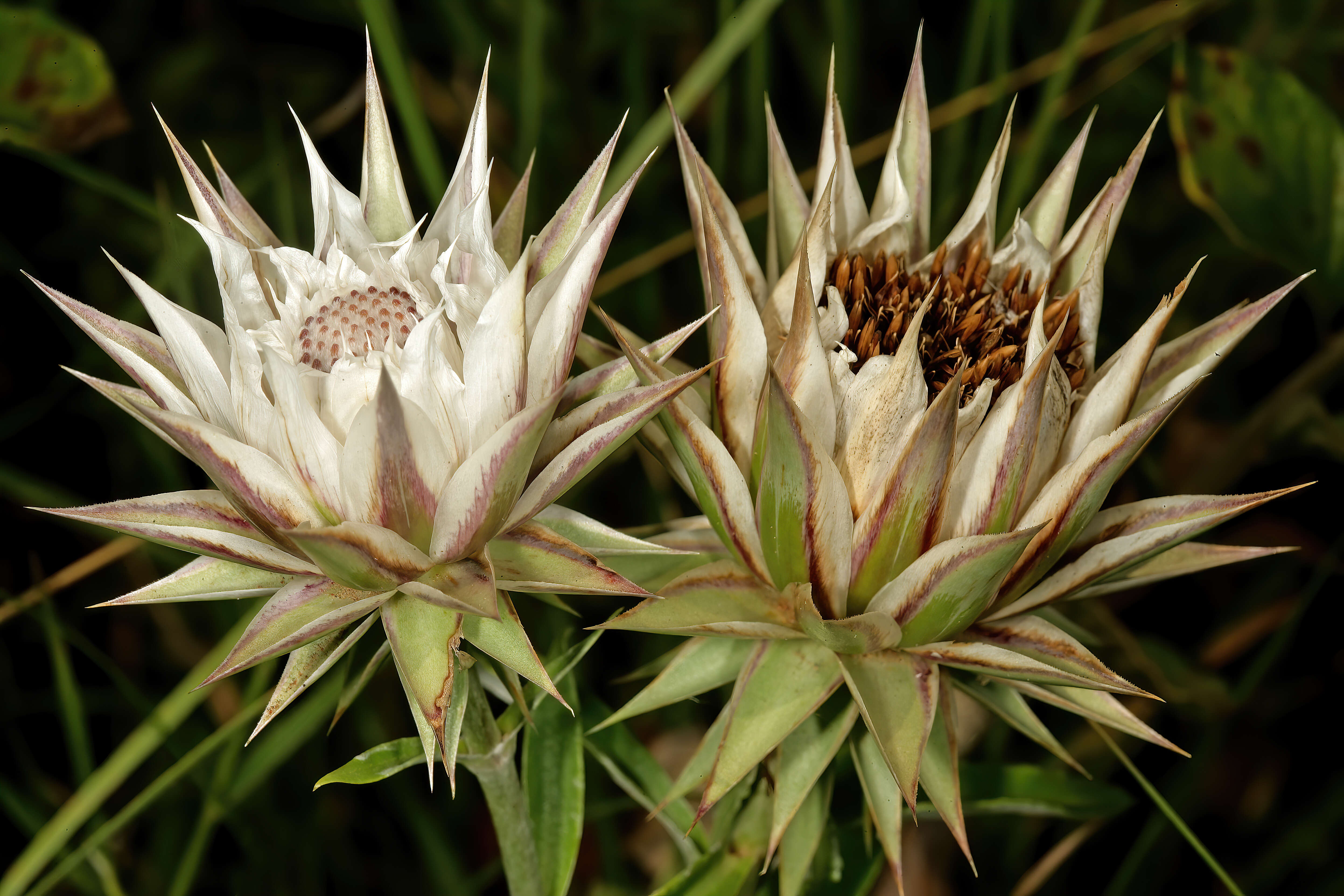 Image of Macledium zeyheri (Sond.) S. Ortiz