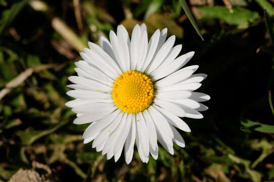 Image of bellis