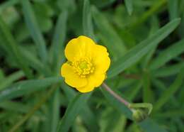 Image of Goldilocks Buttercup