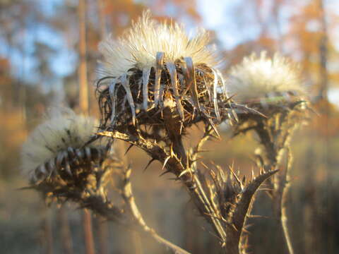 Image of carline thistle