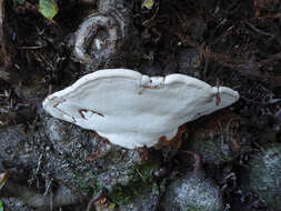 Image of Ganoderma applanatum