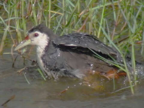 Image of White-breasted Waterhen