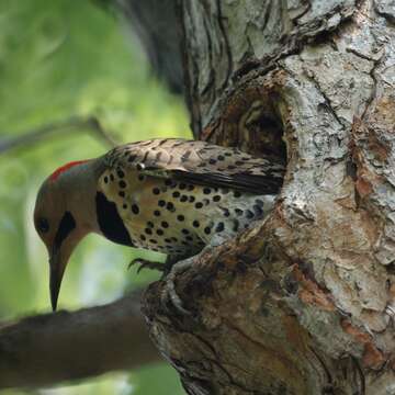 Image of Northern Flicker