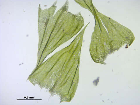 Image of brachythecium moss