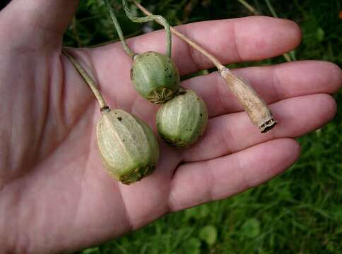 Image of Long-headed Poppy