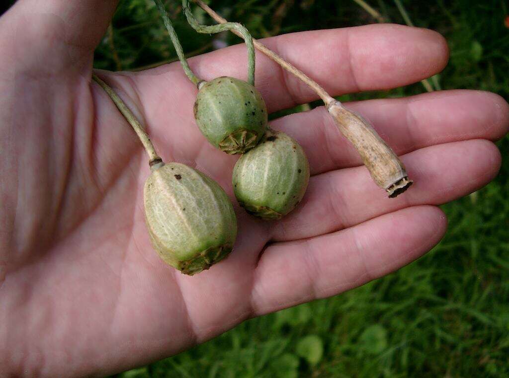 Image of Long-headed Poppy