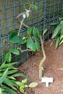 Image of chestnut vine