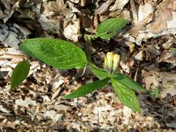 Слика од Symphytum tuberosum L.