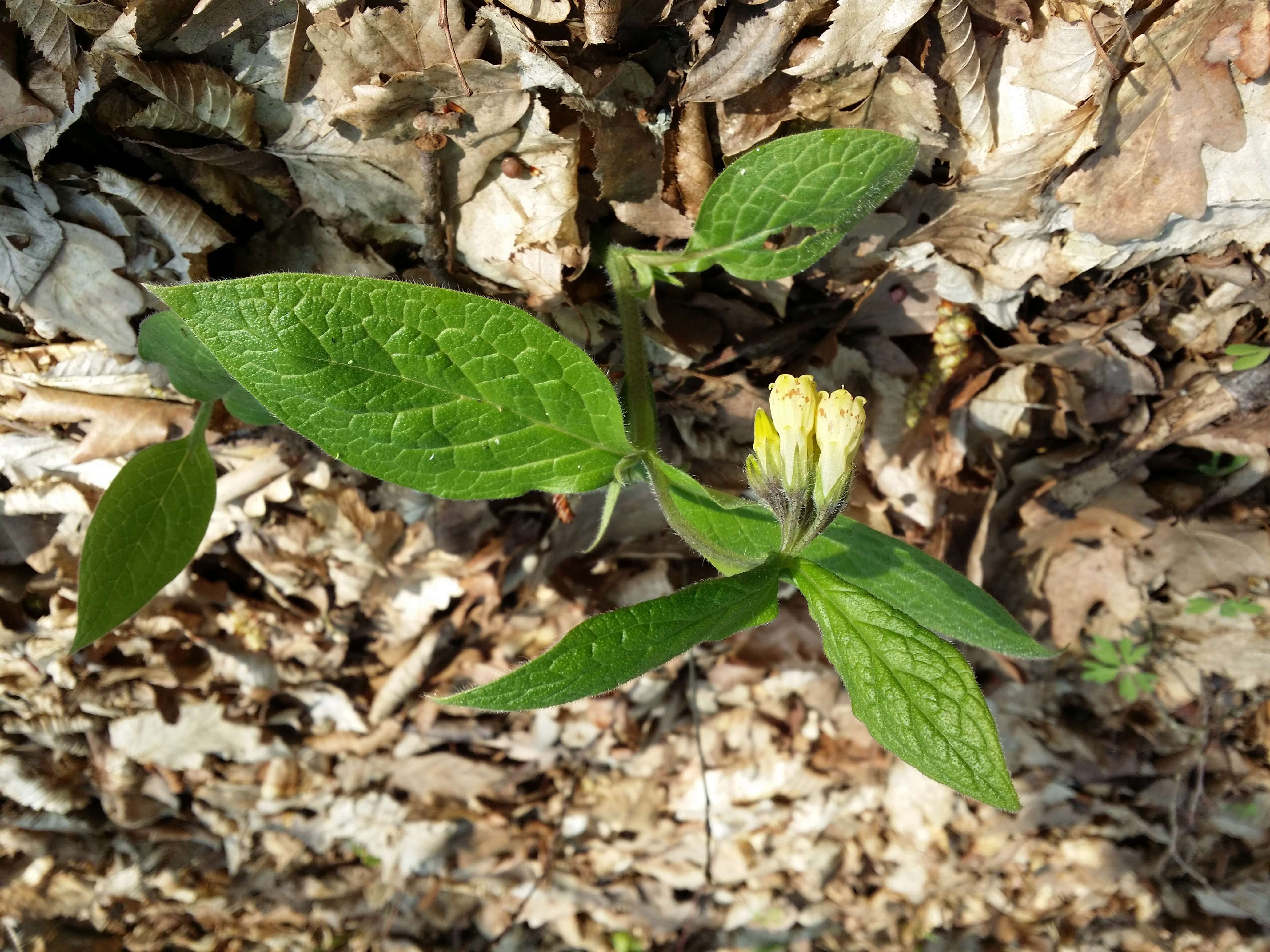 Слика од Symphytum tuberosum L.