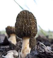 Image of Morchella importuna M. Kuo, O'Donnell & T. J. Volk 2012