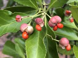 Image of Japanese spindletree