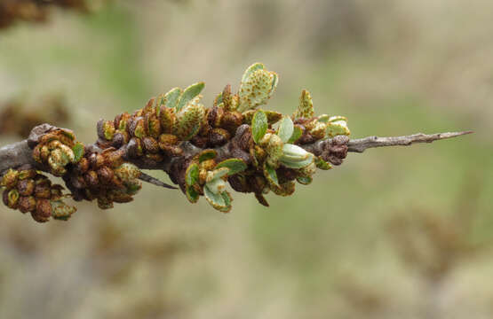 Image of Sea-buckthorn