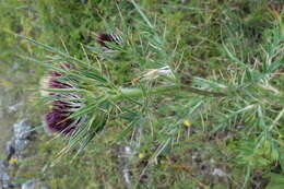 Image of greater burdock