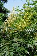 Image of staghorn sumac