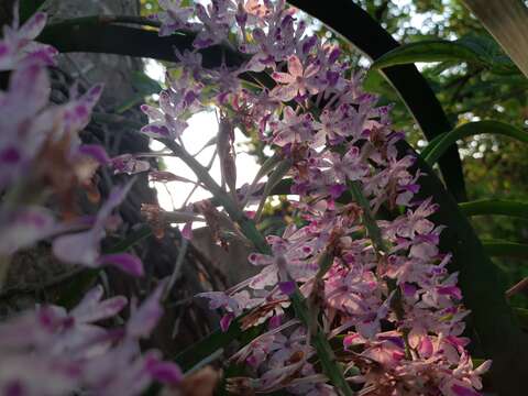 Imagem de Rhynchostylis retusa (L.) Blume