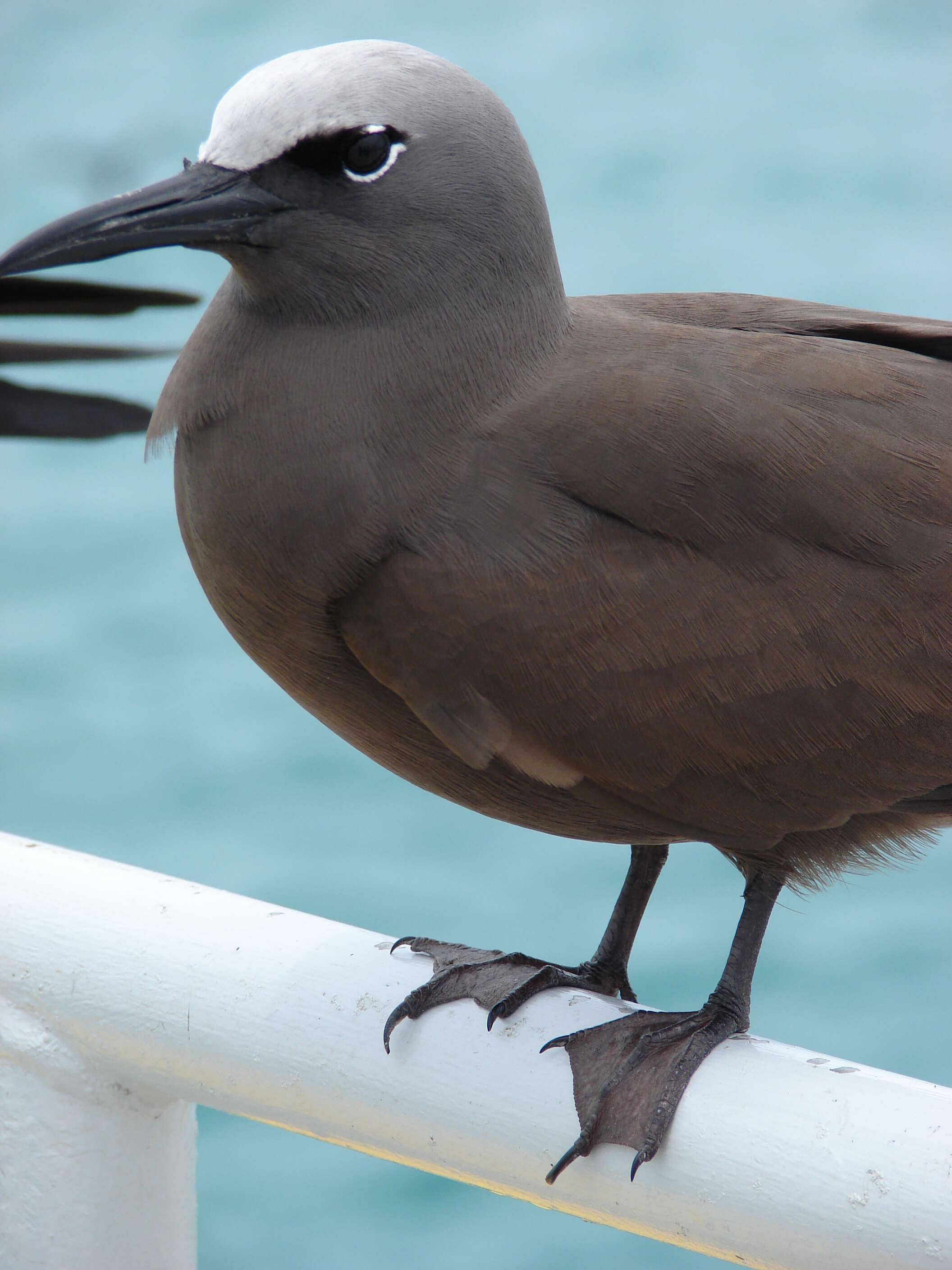 Image of Brown Noddy