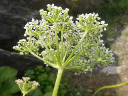 Ligusticum scoticum L. resmi