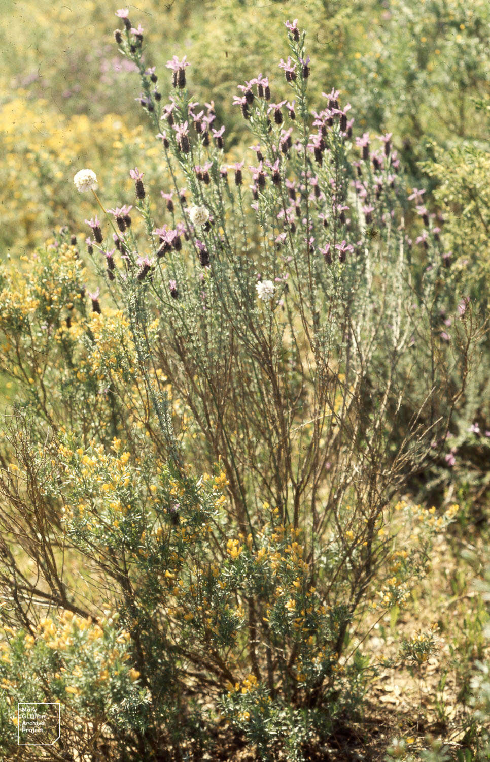 Image of French lavender