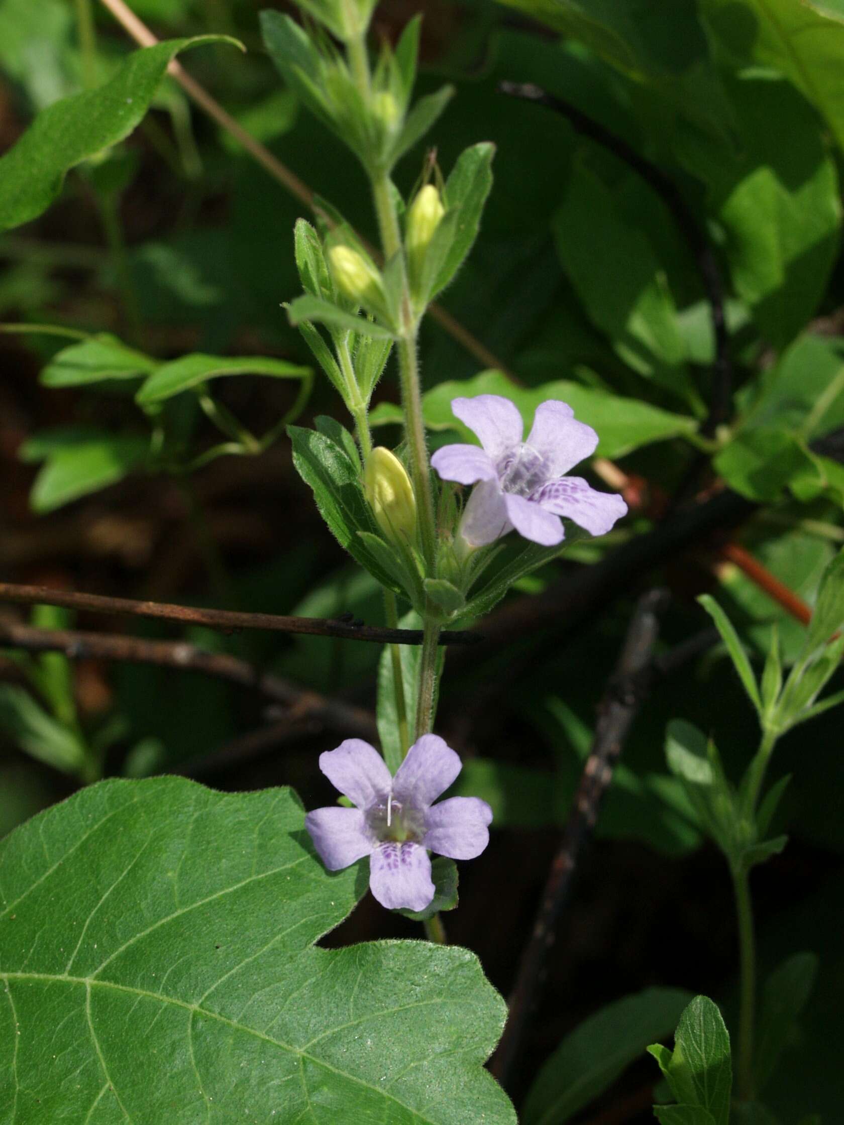 صورة Dyschoriste oblongifolia (Michx.) Kuntze