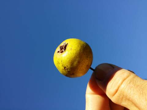 Plancia ëd Pyrus communis subsp. pyraster (L.) Ehrh.