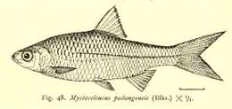 Sivun Mystacoleucus padangensis (Bleeker 1852) kuva