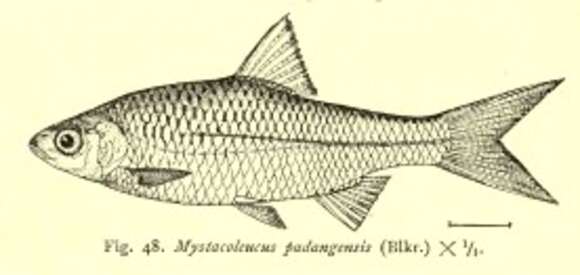 Image of Mystacoleucus padangensis (Bleeker 1852)