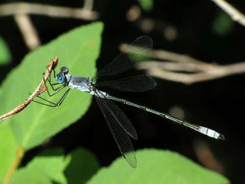 Image of Northern Spreadwing