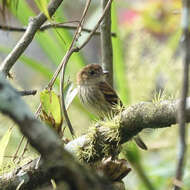 Image of Bran-colored Flycatcher