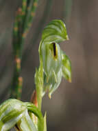 Image of Smooth leafy greenhood