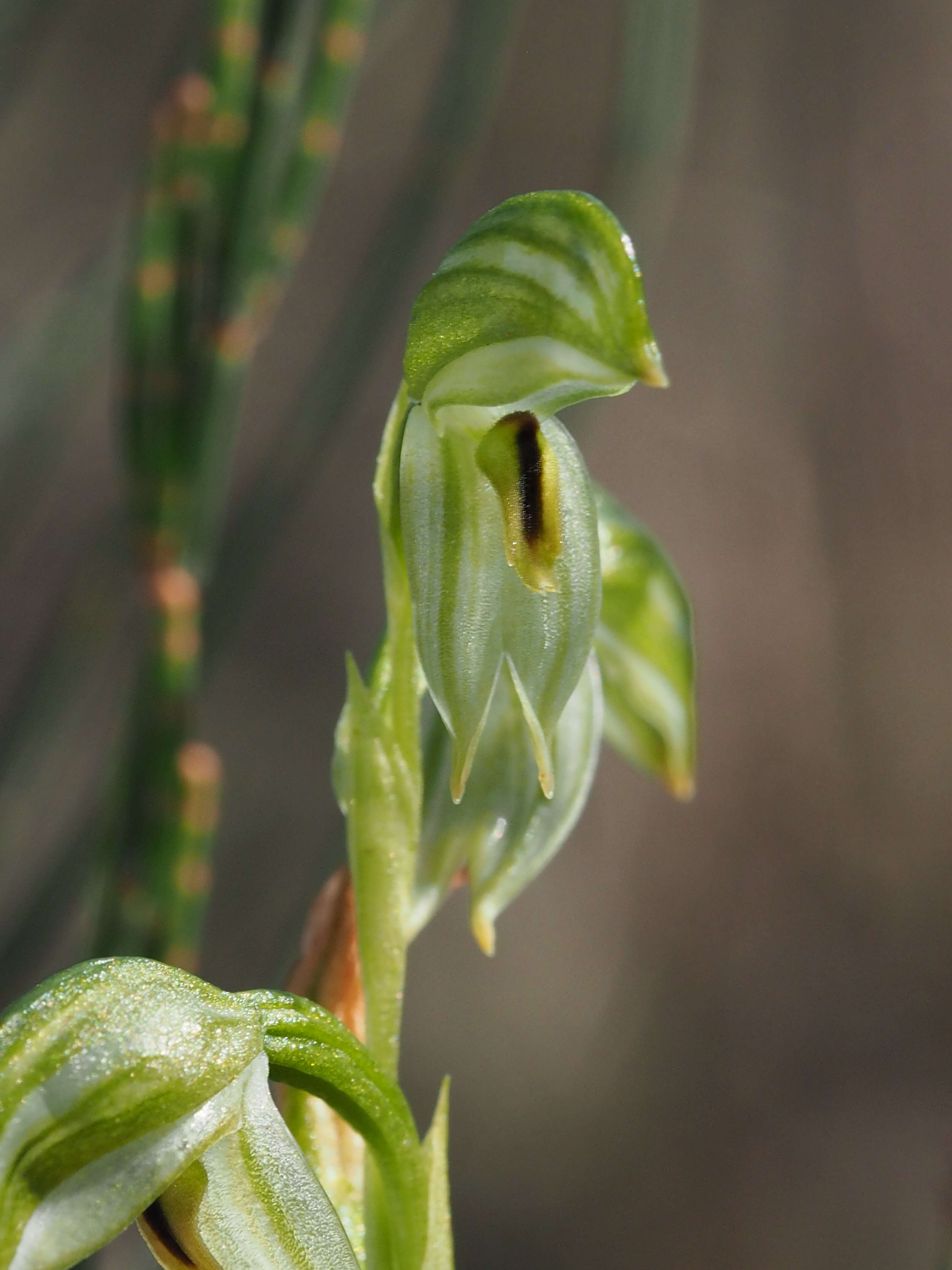 Image of Smooth leafy greenhood