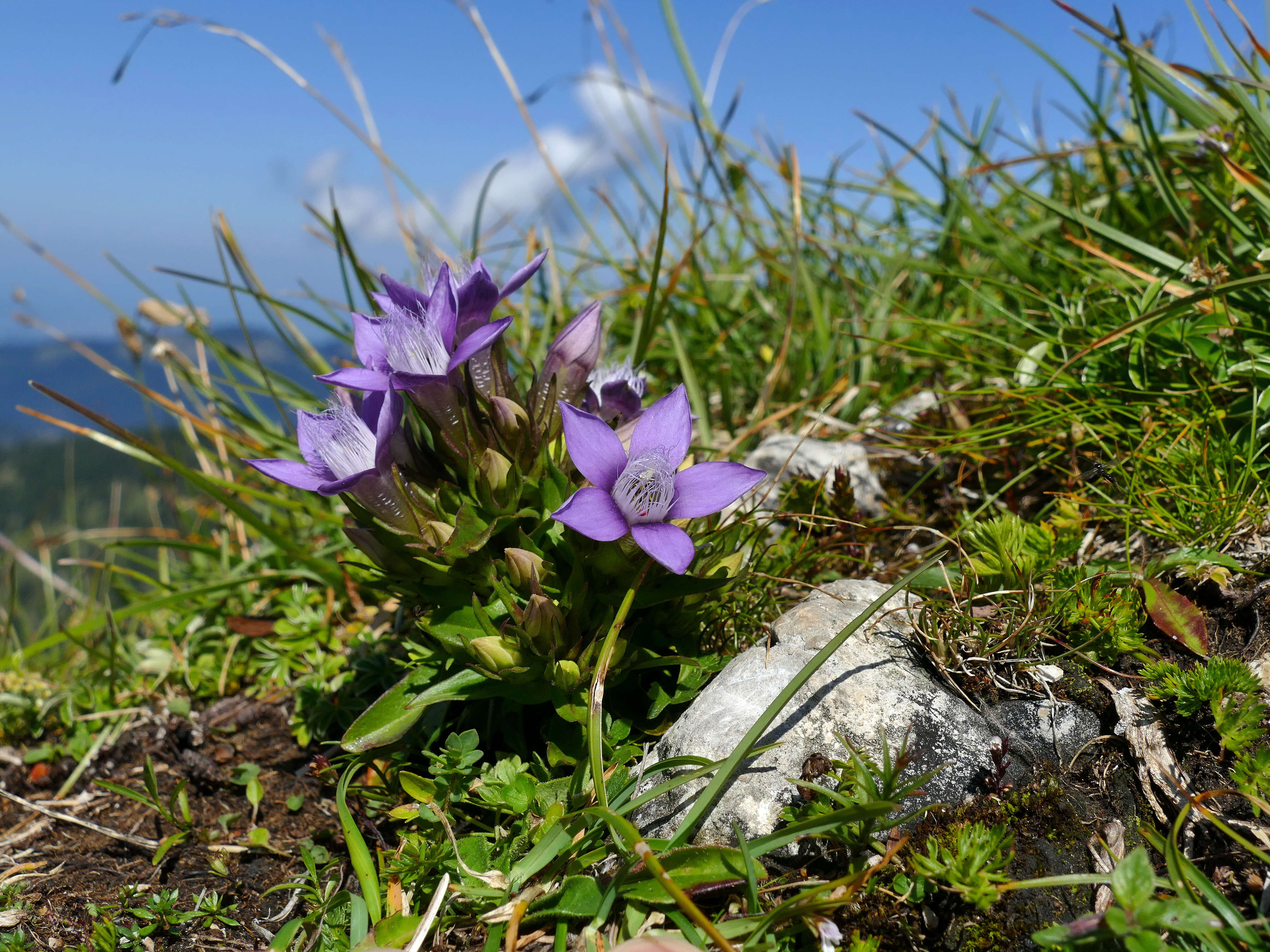 Image of chiltern gentian