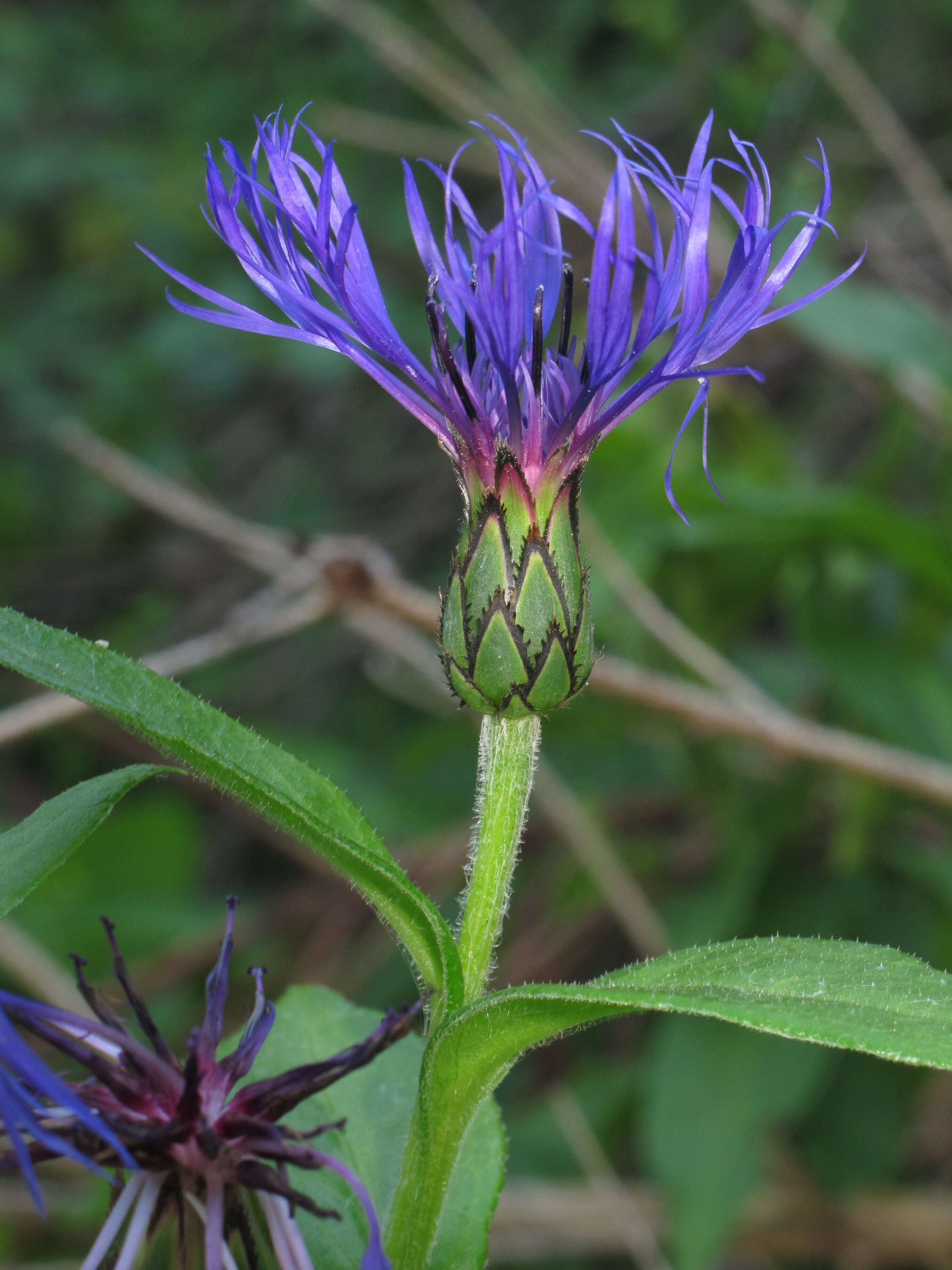 Centaurea montana L. resmi