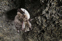 Image of Pond Bat