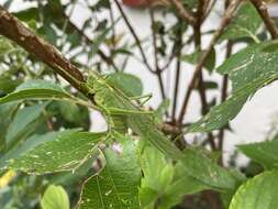 Image of Great green bushcricket