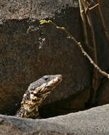 Image of Smaug barbertonensis (Van Dam 1921)