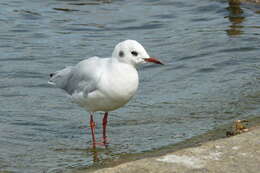 Image of Black-headed Gull