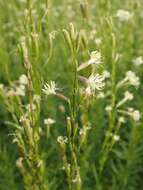 Image of Silene tatarica (L.) Pers.