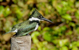 Image of Amazon Kingfisher