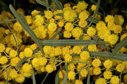 Image of orange wattle