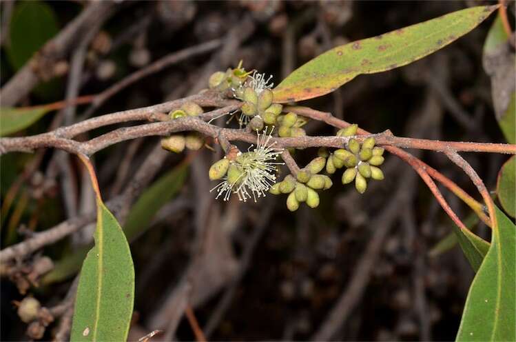 Слика од Eucalyptus camfieldii Maiden