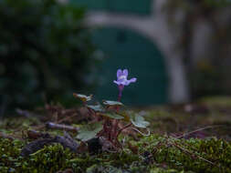 Image of Ivy-leaved Toadflax