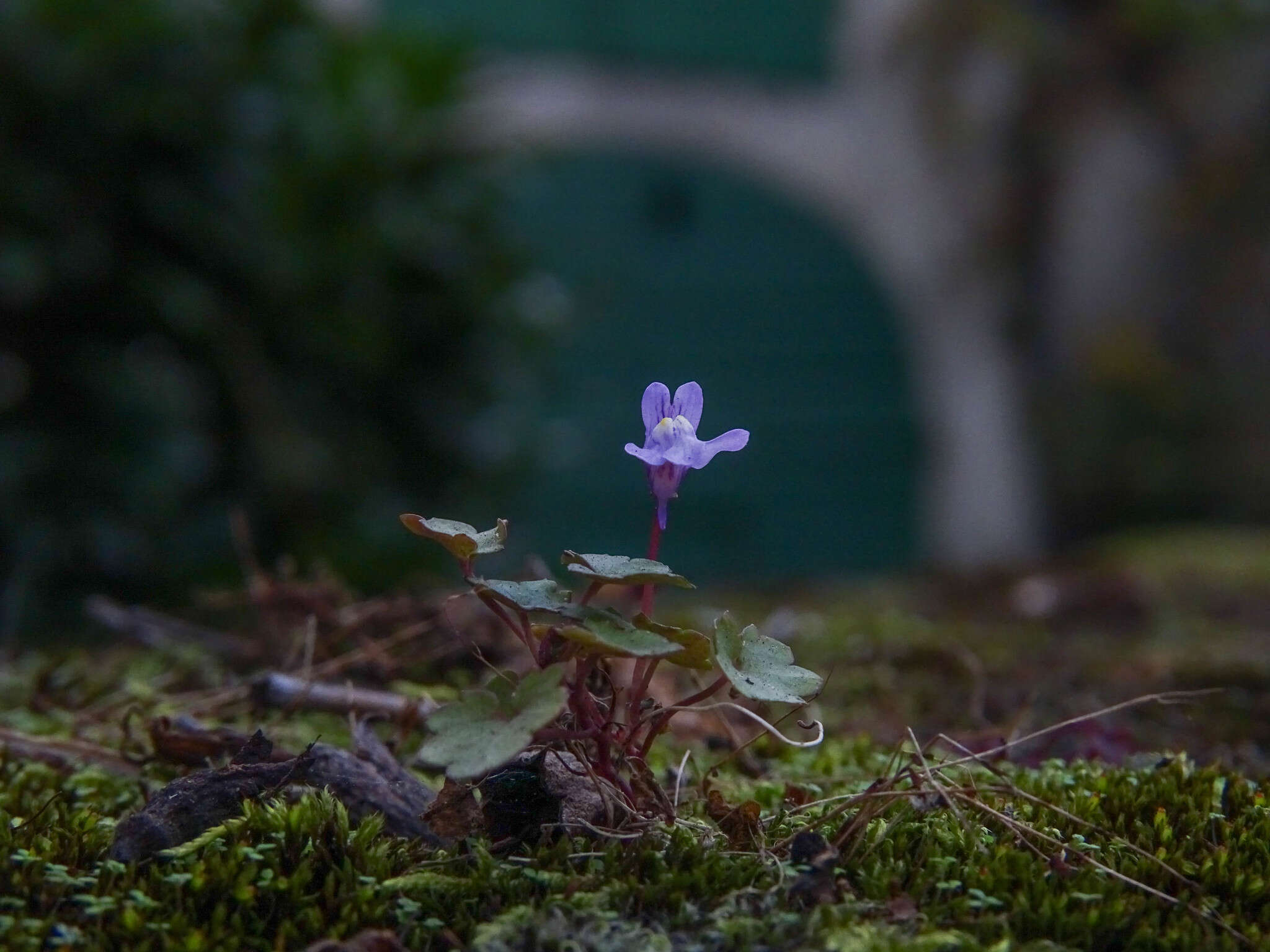 Image of Ivy-leaved Toadflax