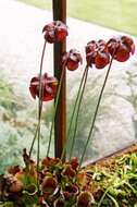 Image of purple pitcherplant