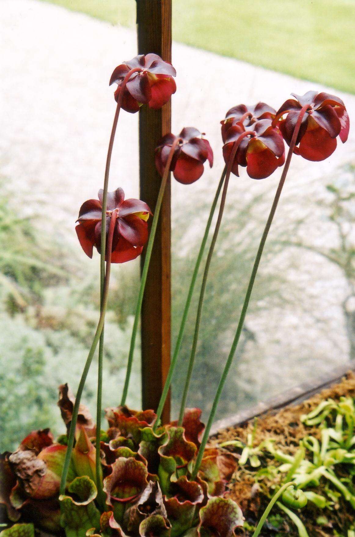 Image of purple pitcherplant