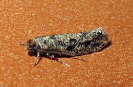 Image of Brown-dotted Clothes Moth