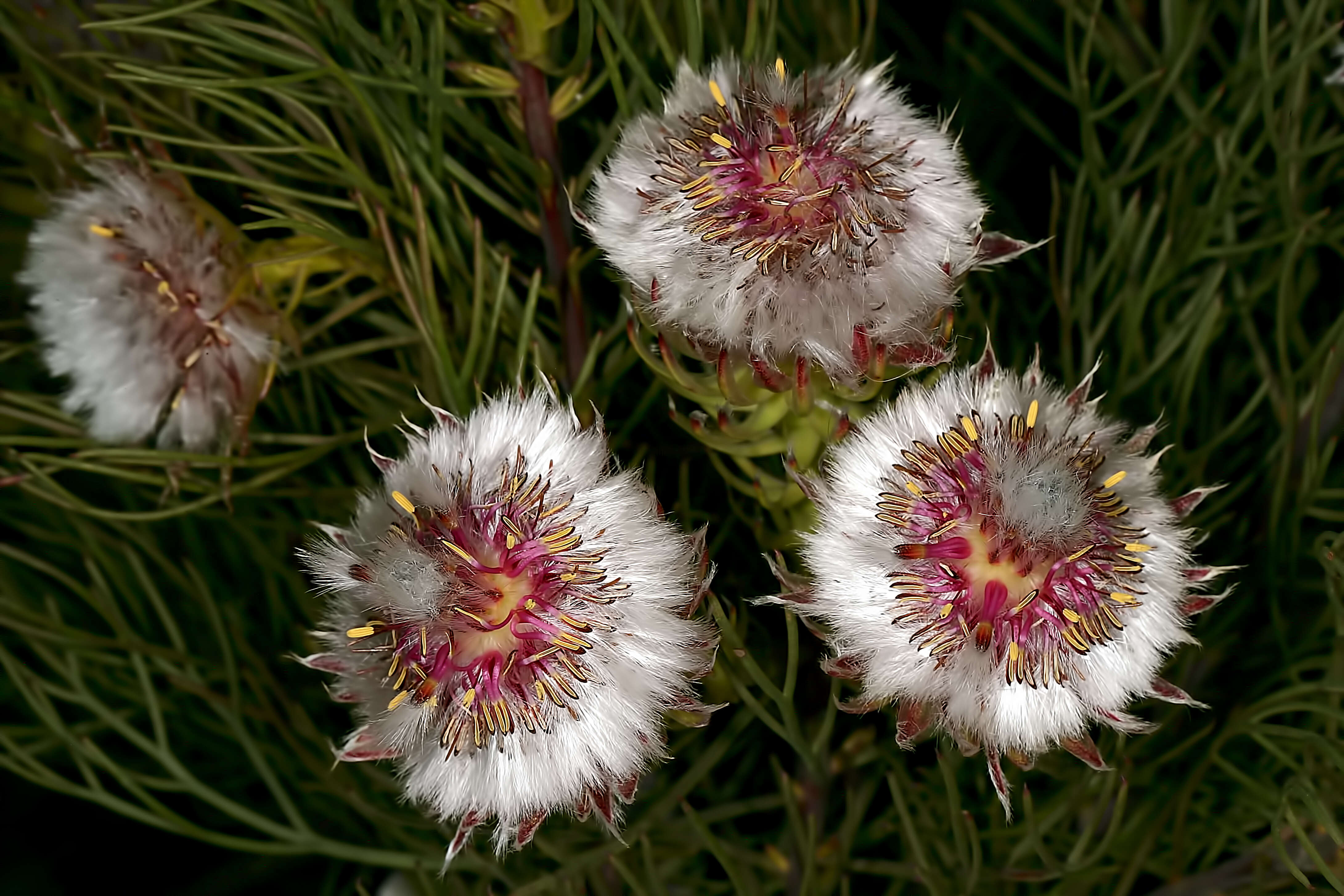 Image of Serruria phylicoides (Berg.) R. Br.