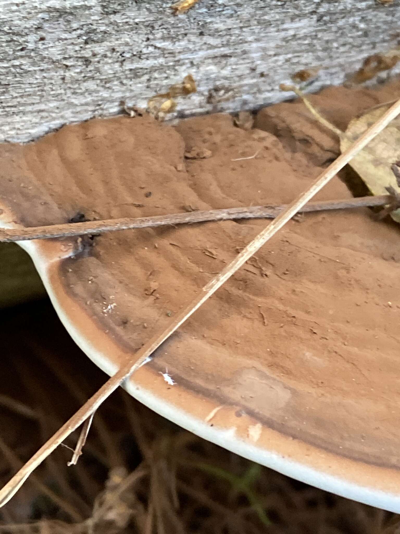 Image of Ganoderma applanatum